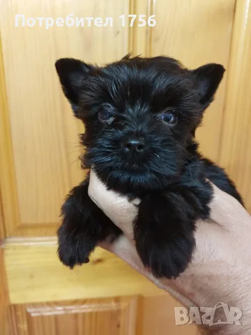 Черно йорки, момче., снимка 1