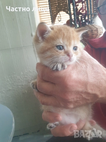 Шотландски котета златна чинчила, снимка 5 - Чинчили - 52030122