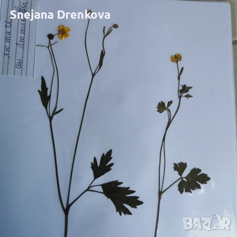 Систематичен хербарий, снимка 8 - Ученически пособия, канцеларски материали - 53034232