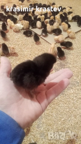 пиленца, пилета, носачки, снимка 2 - Кокошки и пуйки - 53749894