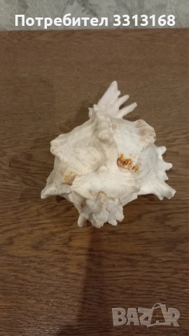 Раковина , снимка 4 - Декорация за дома - 52192638