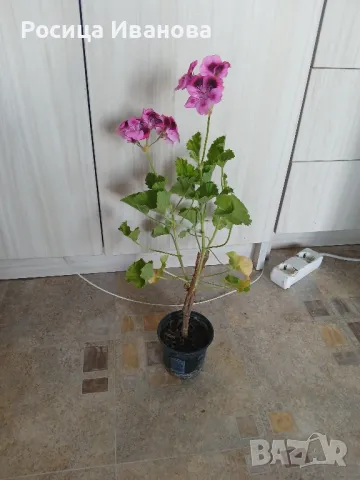 английско мушкато , снимка 1