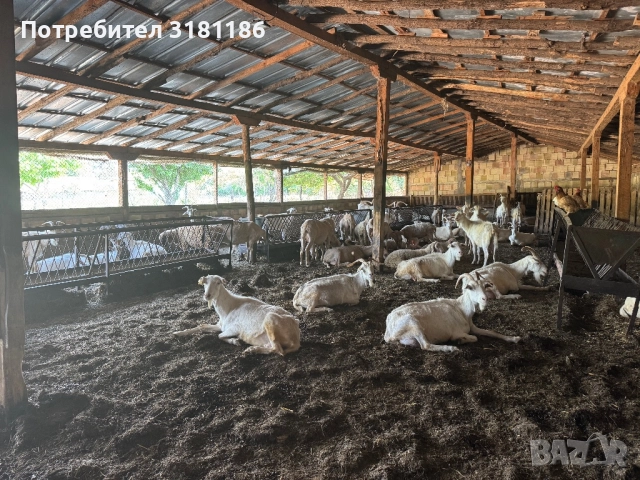 Продавам кози ББМ, снимка 2 - Кози - 52531915