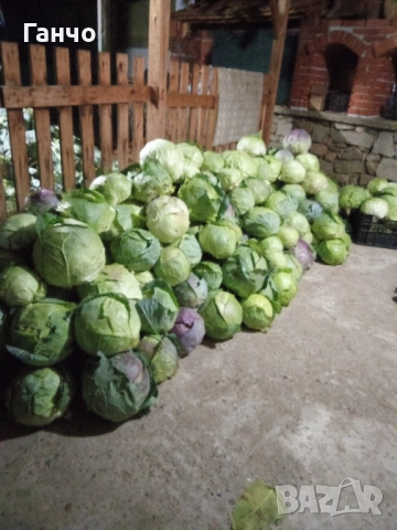 Домашно, ЗЕЛЕ,, снимка 2 - Домашни продукти - 52459619