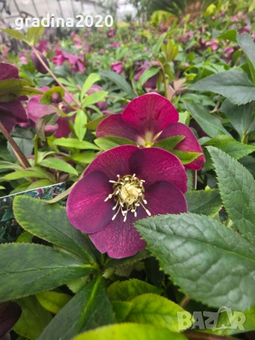 Кукуряк (Helleborus)