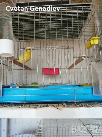 продавам канари , снимка 6 - Канари - 53628627