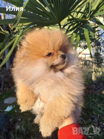 Продавам померан , снимка 9 - Померан - 52913555