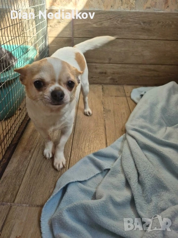 Чихуахуа родословни, снимка 4 - Чихуахуа - 51359852