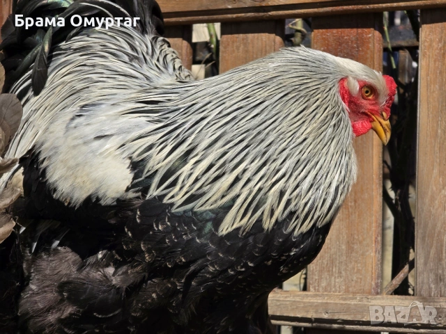 Продавам разплодни яйца от Сребърна Брама [Dark Brahma], снимка 14 - Кокошки и пуйки - 53811097