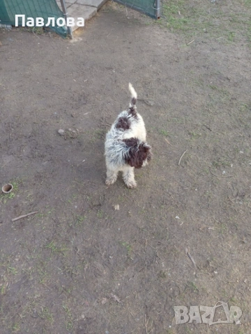 Продавам кученца лагото романьоло, снимка 7 - Други - 53065220