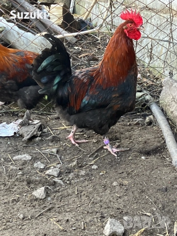 Петлета Маран и Легбар, снимка 9 - Кокошки и пуйки - 53697776