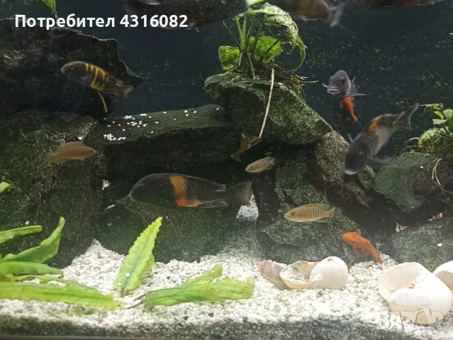 Цихлиди Tropheus Black Bemba, снимка 2 - Рибки - 48418901