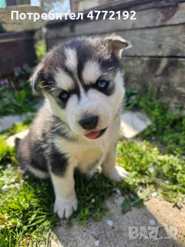 Малки Сибирски Хъскита, снимка 10 - Хъски - 53917126