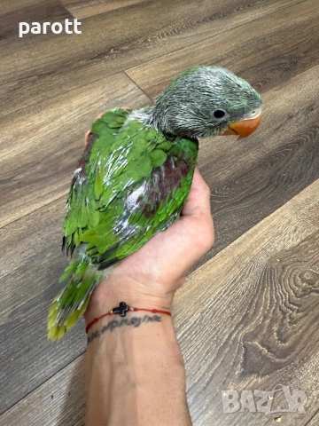 Ръчно хранени Големи Александри