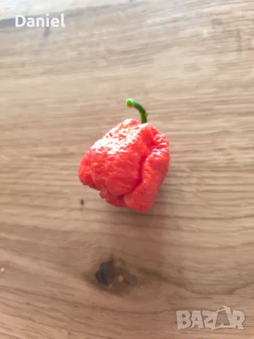 Carolina Reaper Каролина Рипер, снимка 3 - Градински цветя и растения - 47206890