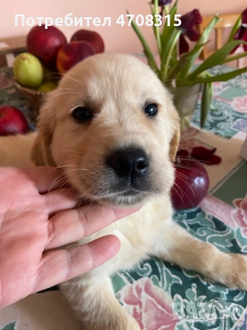 Голдън ретривър игриво бебе, снимка 2 - Голдън ретривър - 53632198