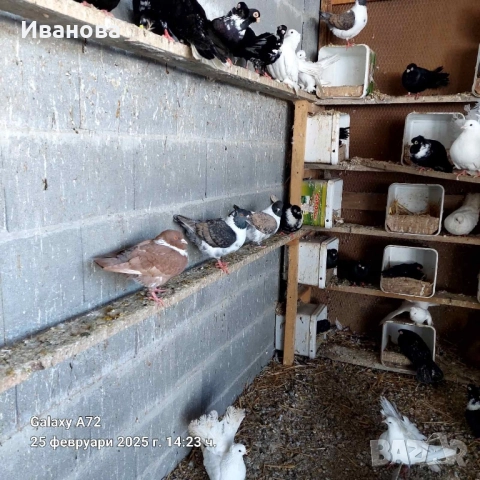 Гълъби декорация и д-р, снимка 2 - Гълъби - 52317736