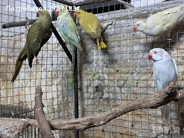 продавам малки александри, снимка 5 - Папагали - 54098521