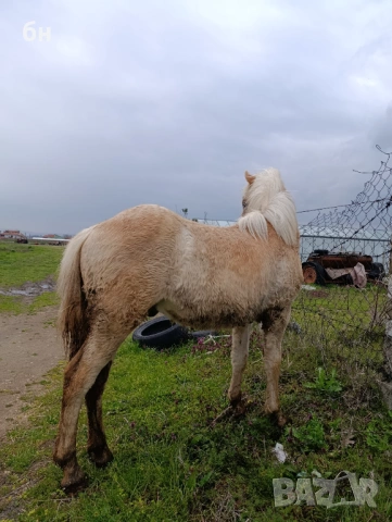 Хафлингер мъжко конче, снимка 5 - Коне - 53971559