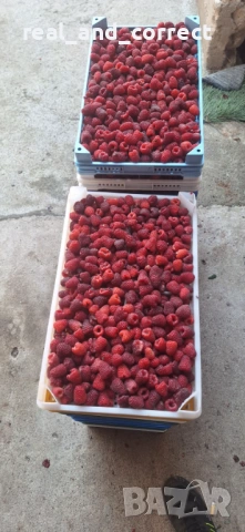НЕВЕРОЯТЕН СВЕЖ РАЗСАД Ягоди и Малини от Произведител, снимка 15 - Разсади - 53487031