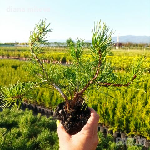  Pinus Mugo Mughus, Клек, снимка 7 - Градински цветя и растения - 40696492