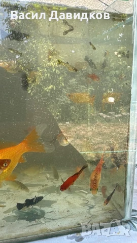 Рибки за аквариум живородни , снимка 12 - Рибки - 51151476