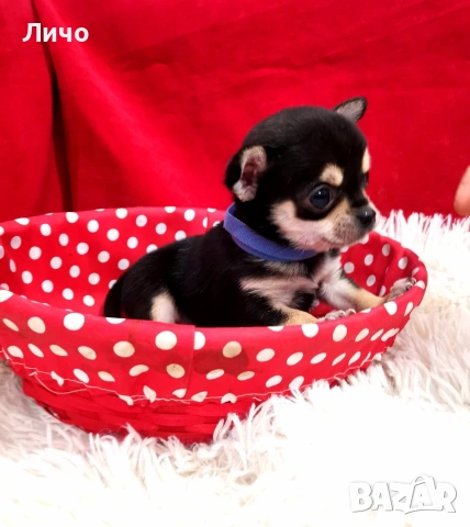 продавам чихуахуа , снимка 2 - Чихуахуа - 53692945