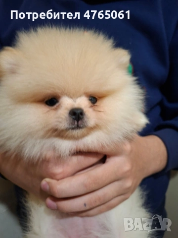 Померан малък шпиц момичета, снимка 5 - Померан - 53839680