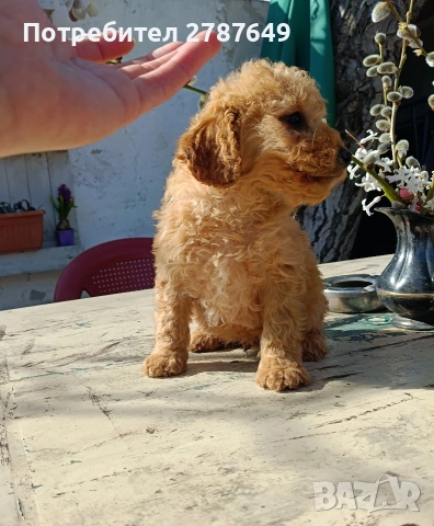 Кавапу(той пудел ,кавалер Кинг Чарлз шпаньол), снимка 5 - Пудели - 53769854