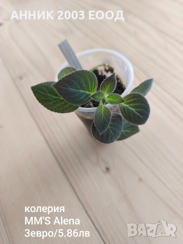 Сортови колерии, снимка 14 - Стайни растения - 53782439