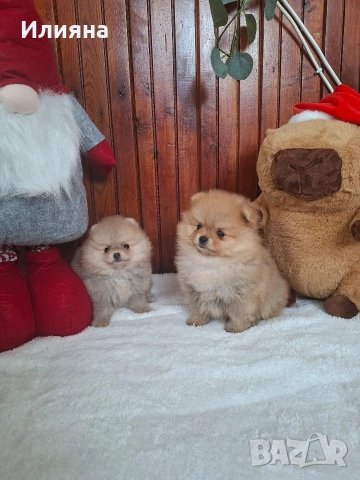 померан женски , снимка 3 - Померан - 52593704