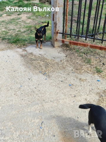 Пинчер - кръстоска, снимка 3 - Пинчер - 53865249