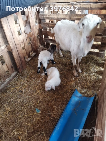 Продавам ярета 