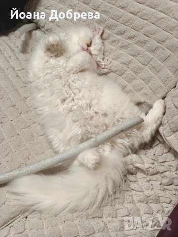 Породисти пухкави персийски котета