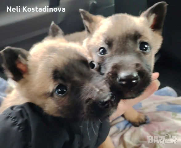 Белгийска овчарка Малиноа , снимка 4 - Белгийска овчарка - 53273246