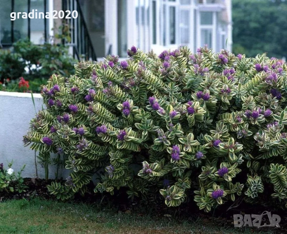 Хебе Триколор, снимка 7 - Разсади - 51618289