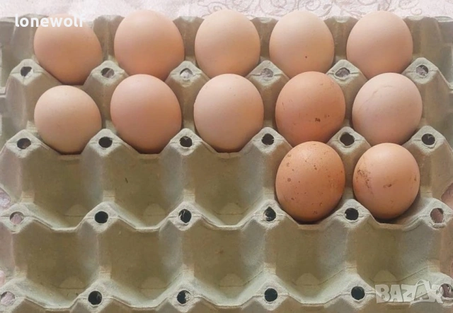 Оплодени яйца от амрок, снимка 5 - други­ - 53843182