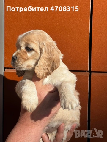 Кокер шпаньол  момченце родословен баща