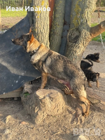 Немска Овчарка Сивак, снимка 2 - Немска овчарка - 54196161