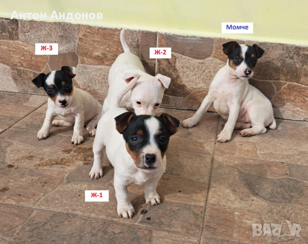 Джак Ръсел Териер, снимка 16 - Джак ръсел териер - 53382159