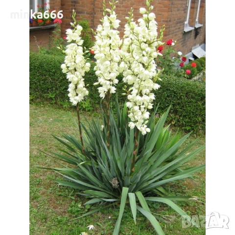 Градинска юка., снимка 1