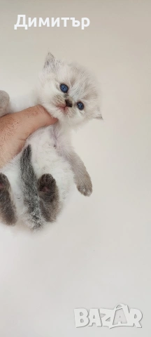 Кълърпойнтчета шотландски, снимка 10 - Британска късокосместа - 54252898