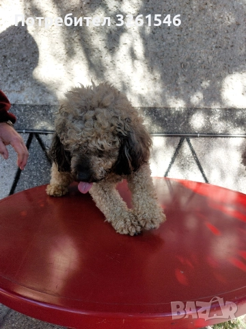 Продавам Мъжки пудел, снимка 2 - Пудели - 52943472