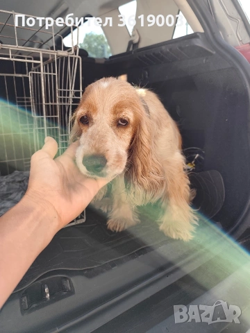 Английски кокер шпаньол , снимка 2 - Кокер шпаньол - 53089488
