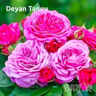 Разсад Рози , 1лв/броя ., снимка 1