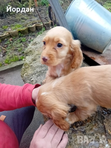 Английски Кокер , снимка 3 - Кокер шпаньол - 50927991