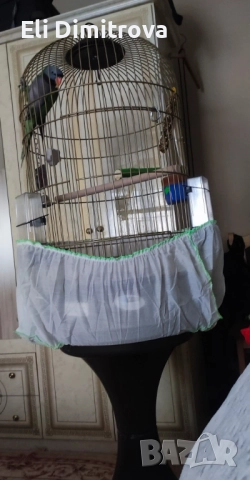 Продавам папагал голям александър, снимка 4 - Папагали - 52929771