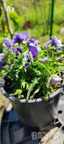 Продавам цветя Теменужки Трикси, снимка 9 - Разсади - 50464114