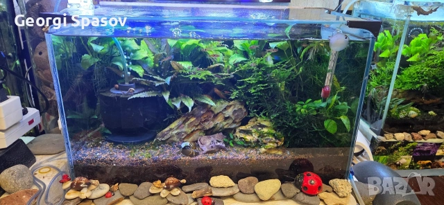 Продавам 25 литров аквариум с рибките,скариди и др., снимка 4 - Аквариуми - 54128694