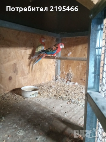 Папагали , снимка 3 - Папагали - 51881978